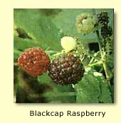 Black Raspberry