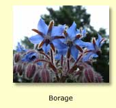 Borage flower essence for depression