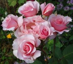 Sweet Valentine Rose
