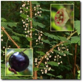 Black Gooseberry Flower Essence