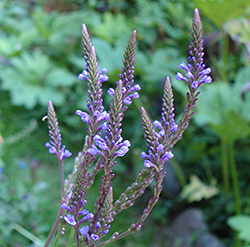 Blue Vervain Flowers