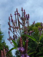 Blue Vervain