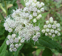 Boneset