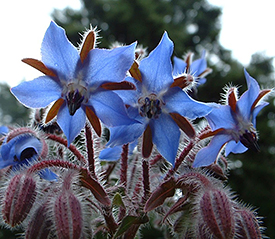 Borage