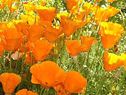 California Poppy