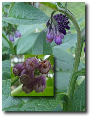 Comfrey Flower Essence