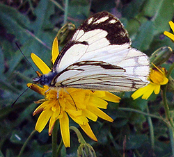 Dandelion and Pine White Butterfly