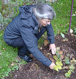 Diana Planting Goldenseal