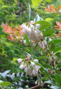 Evergreen Huckleberry