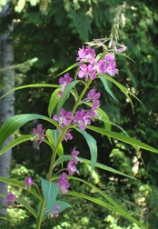 Fireweed