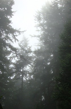 Foggy day in the Pacific Northwest forest