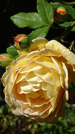 Golden Celebration Rose - flower and buds