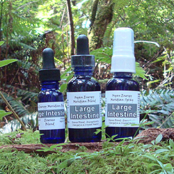 Large Intestine Organ Energy Meridian Essence Blend