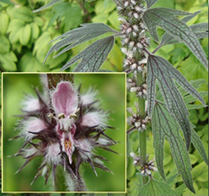 Motherwort