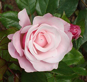 Our Lady of Guadalupe Rose