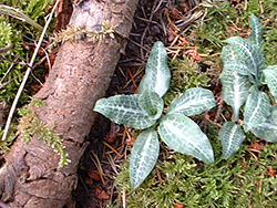 Rattlesnake Plantain Leaves