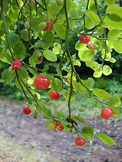 Red Huckleberry Plant