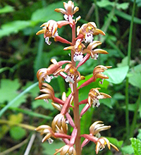 Spotted Coral Root Orchid