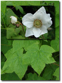 Thimbleberry Flower Essence