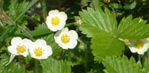 Woodland Strawberry