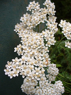 White Yarrow Flowers
