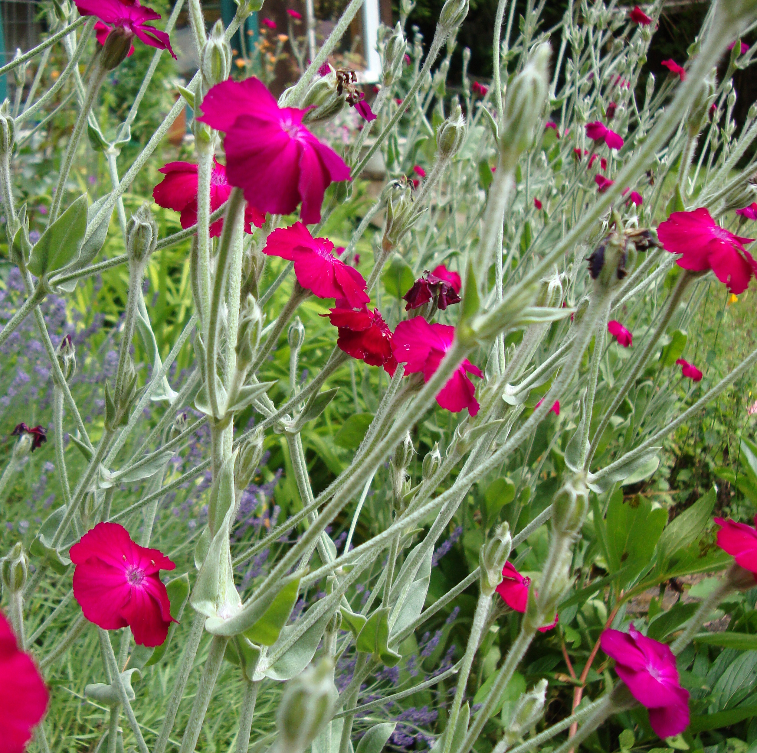 Rose Campion Flower Essence Flower Essences Flower