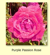 Purple Passion Rose