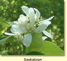 Saskatoon