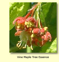 Vine Maple Tree