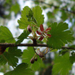 Wild Gooseberry