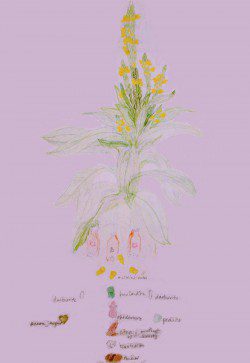 mullein drawing copy