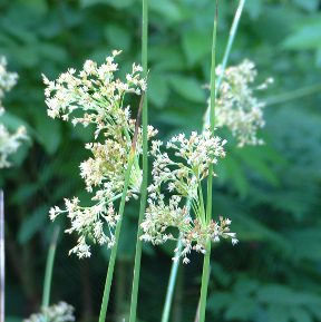 common rush