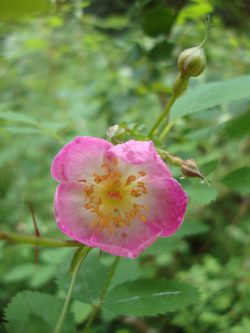 dwarf wild rose