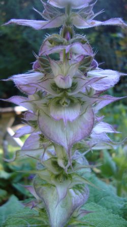 Clary Sage
