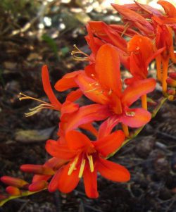 Crocosmia