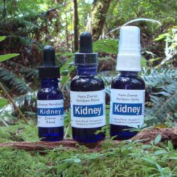 Kidney