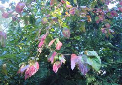 red-osierdogwood_fall2016