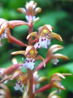 spotted-coral-root