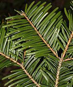 grand fir tree