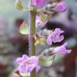 red_shiso