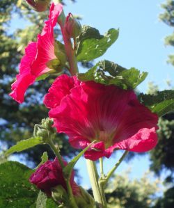 PinkHollyhock