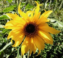 sunflower at tree frog farm