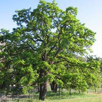 garry oak tree