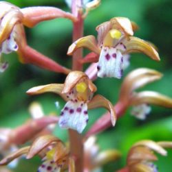 spotted coral root orchid