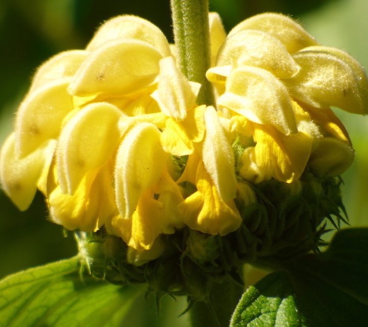 jerusalem sage flower