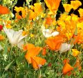 California Poppy Flower Essence