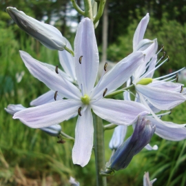 Camas Lily