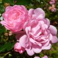 Fairy Rose Flower Essence