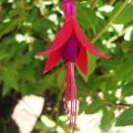 Hardy Fuchsia Flower Essence