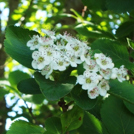 Hawthorn Tree Essence